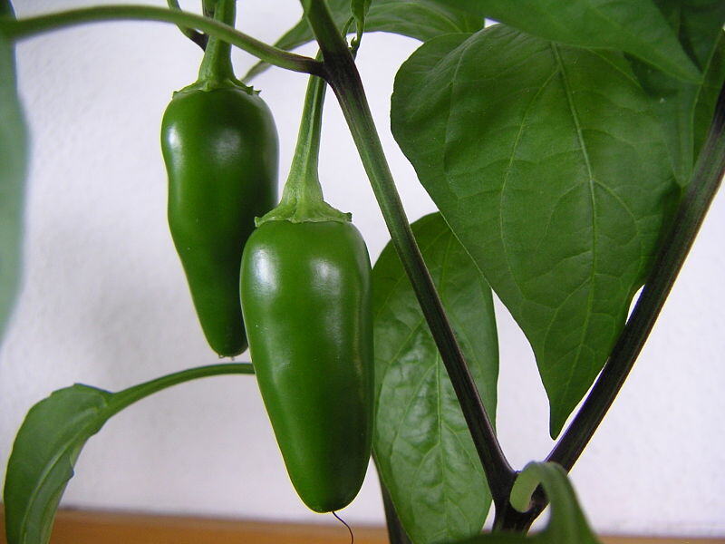 Chile-jalapeno