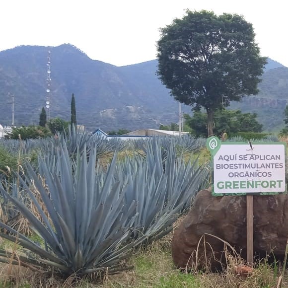 Agaves_jalisco_tratamientos