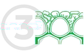 oto3