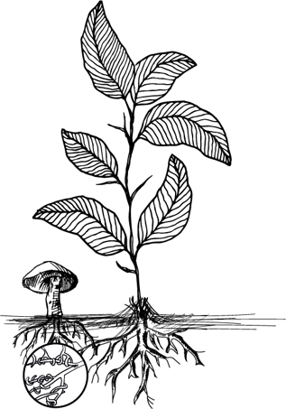 otomecanismo